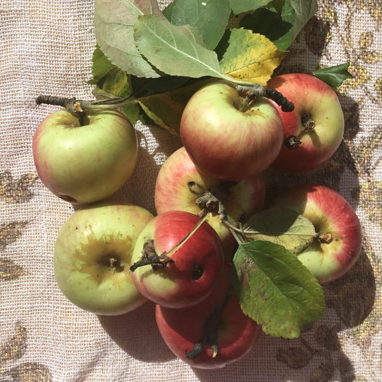 What is a Low FODMAP diet? Fit FODMAP Foodie