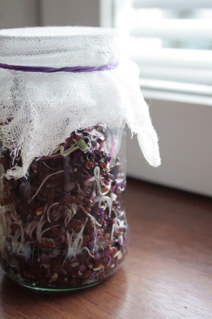 Radish sprouts in a jar